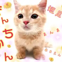 【 マンチカン 】初めてお迎えする方にもオススメ！短足の甘えんぼ！