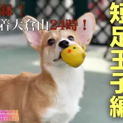 【 コーギー 】元気いっぱい！楽しく過ごす短足王子の1日に密着！