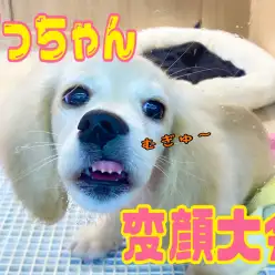 【 4/21だっちゃんの変顔大会 】だっちゃんがガラスをペロペロの巻！