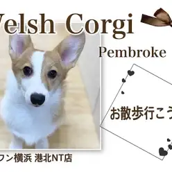 【 コーギー 】コーギーちゃんと健康的な生活、始めませんか？