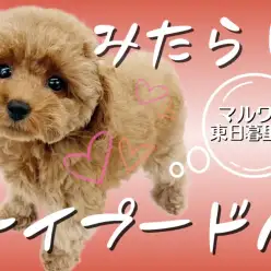 【 トイプードル 】濃厚みたらしレッドプードル～しっぽ長め愛情表現爆発系女子～