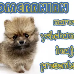 【 ポメラニアン 】超短足のドワーフ体型!目力バツグンのゴージャスたぬきポメ!