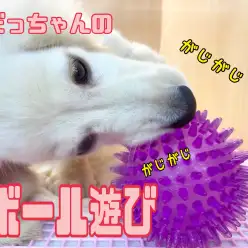 【 4/28ダッちゃんボール遊び 】お口よりも大きなボールで遊ぶの巻！