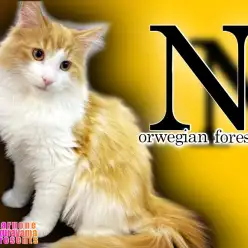 【 ノルウェージャン 】さらにいいじゃん！かっこいいじゃん！！イケメンジャン！