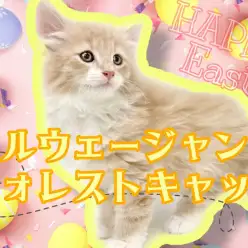 【 ノルウェージャンフォレストキャット 】優しい毛色!東川口店のアイドル誕生