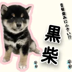 【 柴犬 】希少な黒毛！豆柴クラスの小さめ柴ちゃんが登場！！