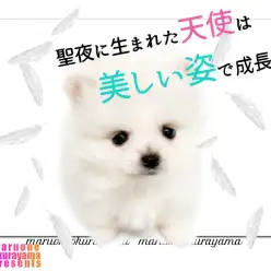 【 ホワイトポメラニアン  】美しき変貌を遂げる天使系ポメラニアンの成長記！