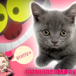 【 ブリティッシュショートヘア 】これぞ王道ブルーの決定版！超フレンドリー！