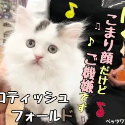 【 スコティッシュフォールド 】純白の被毛にチョコンとオシャレなツーポイントの猫