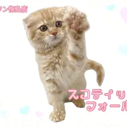 【 スコティッシュフォールド 】ネコちゃん初心者におすすめ！折れ耳が可愛い男の子