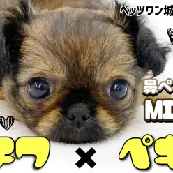 【 MIX 】鼻ぺちゃが可愛すぎるチワワ×ペキニーズMIX犬