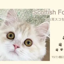 【 スコティッシュフォールド 】ミルクティーカラーのエレガントなスコちゃん