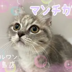 【 マンチカン 】猫界のアイドル！真ん丸フェイスの女の子が登場！