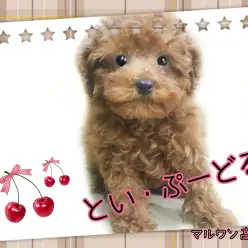 【 トイプードル 】濃すぎるレッドカラー！初心者でも安心な飼育ポイントをご案内！