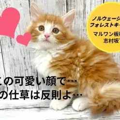 【 ノルウェージャンフォレストキャット 】最上級の美顔にメロメロ脱力系王子が登場