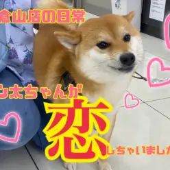 【 わんこの初恋 】柴犬ゴン太ちゃんが恋をした！！その相手は・・・・？！