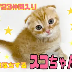 【 4/23やばいスコ登場 】超甘えん坊さんのスコちゃんの寝落ちの巻！