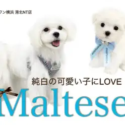 【 マルチーズ 】純白の天使マルチーズの可愛いポイント教えちゃいます！