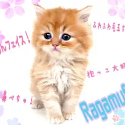 【 ラガマフィン 】鼻ぺちゃが最高に可愛い!毛量抜群!レッドタビーの男の子!