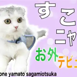 【 スコティッシュフォールド 】お外デビュー！個性豊かな性格の超癒し系猫！