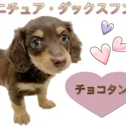 【 ミニチュアダックスフント 】チョコタンの甘〜いフェイスの女の子が仲間入り!