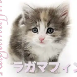 【 ラガマフィン 】優しく淡いパステルカラー！穏やかな性格も必見！