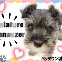 【 ミニチュアシュナウザー 】おっとりとした性格＆ムチッとした体の癒し系