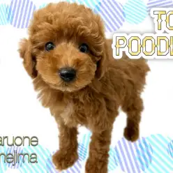 【 トイプードル 】ワンちゃん初心者におすすめ!爆毛×ディープな毛色のプードル!