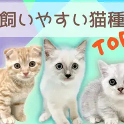 【 おすすめ猫種 】初めての子猫を迎える方必見！飼いやすい猫種ランキング