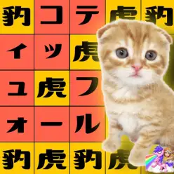 【 スコティッシュフォールド 】トラとヒョウが共存！？最強たれ耳甘えんBOY！