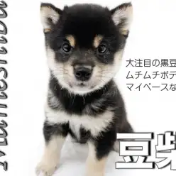 【 豆柴 】大注目の黒豆柴が登場！ムチムチボディにマイペースな性格！