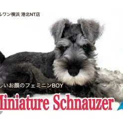 【 ミニチュア・シュナウザー 】長いまつ毛と美ボディのパーフェクトBOY