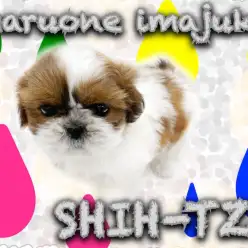 【 シーズー 】初心者ユーザーにおすすめ！ペチャ顔代表のマイペースな男の子！