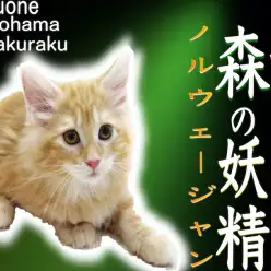 【 ノルウェージャンフォレストキャット 】研ぎ澄まされた美しさと遊び好きな性格！