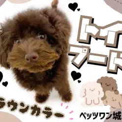 【 トイプードル 】今は逆にレアカラー！三原色ブラウントイプードル
