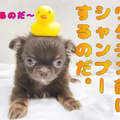 【 4/19チワワのシャンプー 】2日後のワクチン接種の前にシャンプーの巻！