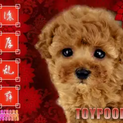 【 トイ・プードル 】濃厚乱舞の赤巻き毛！究極極上の淑女見参成り！