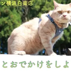 【 お役立て情報 】愛猫とおでかけをしよう！お家でできるトレーニングもご紹介！