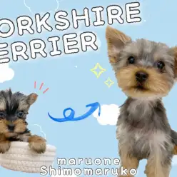 【 ヨークシャーテリア 】生後4ヶ月で935g！小さく緩やかに成長中！