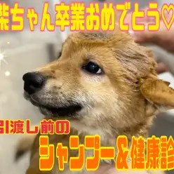 【 4/24柴ちゃん行ってらっしゃい！ 】お引渡し前のシャンプー＆健康診断！