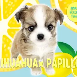 【 MIX チワワ×パピヨン 】知勇兼備なスーパーMIXが鶴見店に登場！