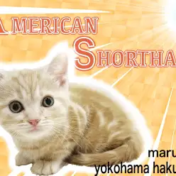 【 アメリカンショートヘア 】両親はチャンピオン！縞模様が美しいプレミアム認定猫