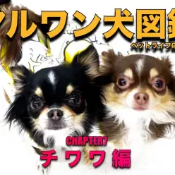 【 マルワン犬図鑑 】チワワの魅力をペットショップスタッフが独自解説!