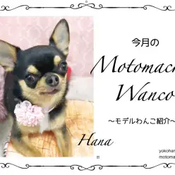 【 元町トリミング 】第十一回Motomachi Wancoモデル犬紹介！