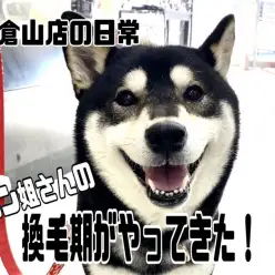 【 柴犬の換毛期 】卒業生マロン姐さんの換毛期がやってきたの巻！！