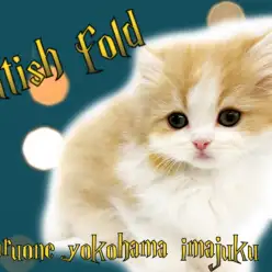 【 スコティッシュフォールド 】目力バツグンの癒し系!ハッピーにゃんこ登場!