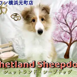 【 シェットランドシープドッグ 】世界中で人気犬種！小柄で甘えん坊な子に成長中！