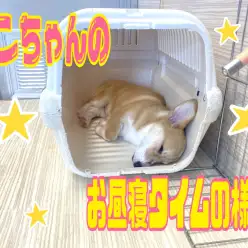 【 4/22寝顔特集 】 大倉山わんこのお昼寝タイムの様子を覗いてみよう!