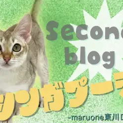 【 シンガプーラ 】生後半年を迎えても驚きの子猫感！世界最小猫種セカンドブログ！