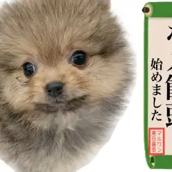 【 ポメラニアン 】差しセーブルが完璧！毛量抜群まんまるおまんじゅうポメ現る